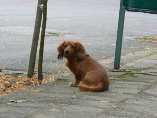 2008 Orlice